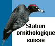 www.vogelWarte.ch